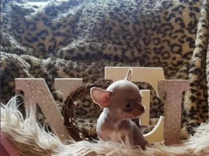 Chihuahua Fêmea Branca: O Toque de Elegância Para Seu Lar!