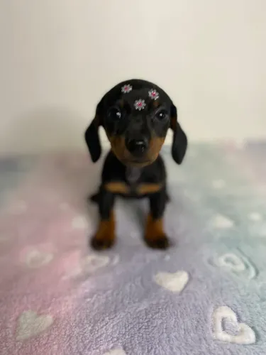 Filhote Dachshund Salsicha
