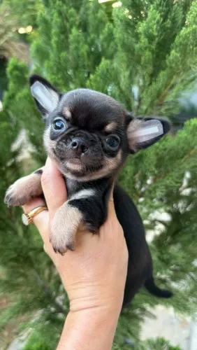 Chihuahua. Lindo e compacto! Macho pelagem curta preto e castanho.!