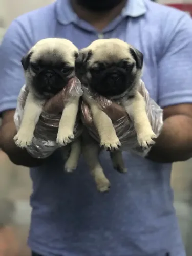 Pug Macho e Fêmea - Pedigree, Saúde e Procedência Garantida