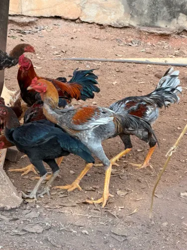 Frango caipira milho e pasto