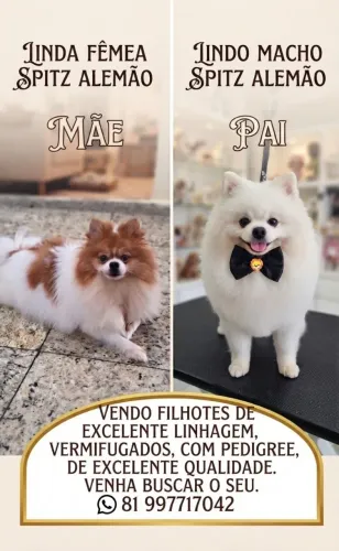 Filhote machos de Lulu da Pomerânia ( spitz alemão))