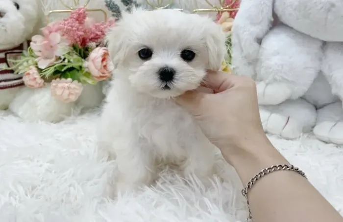 Filhote de cachorro Maltês companheiro leal de pelagem densa