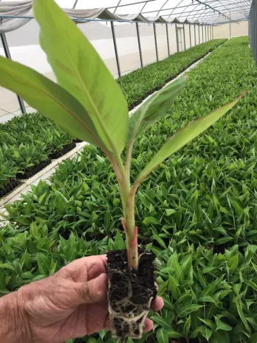 Mudas de banana produzidas em laboratório