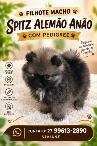 Filhote Macho de sptiz alemão ( sangue puro com pedigree)