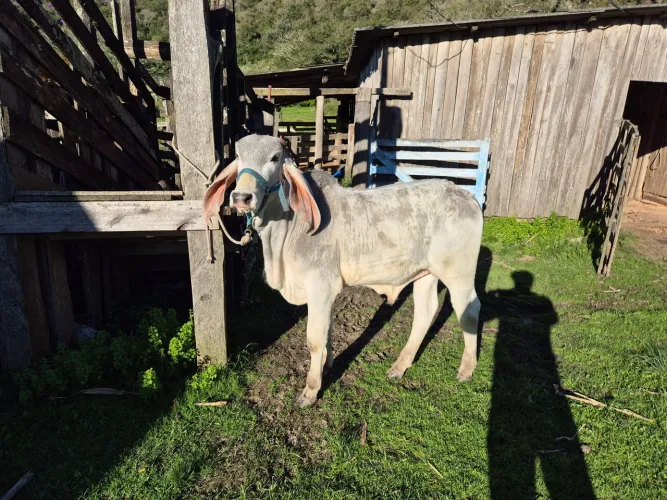 Vendo terneiro INDUBRASIL com 6 meses, excelente para fazer touro