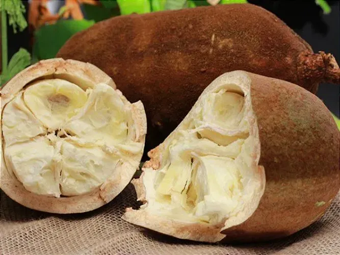 Vendo cupuaçu tudo coitadinho na tesoura ?