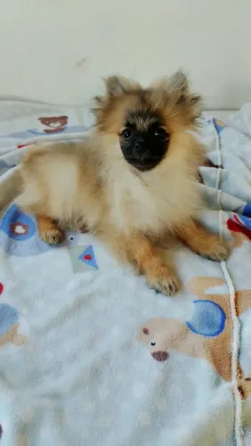 Lulu da pomerania