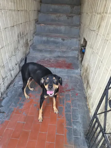 Doação de filhotes 