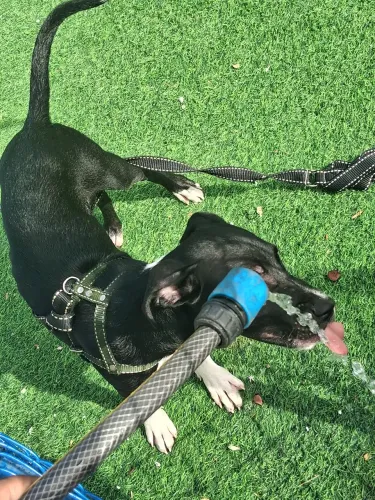 Doa-se cachorro