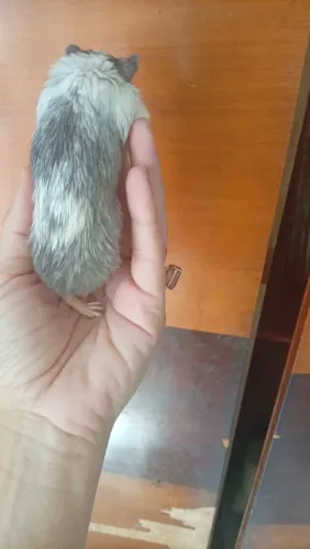 Vendo Gerbil
