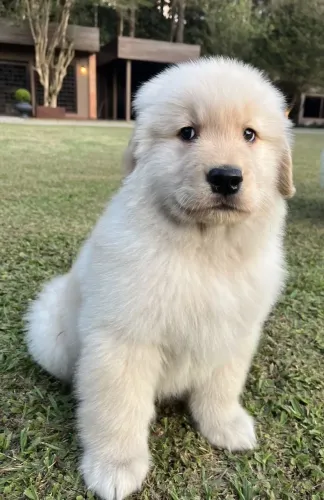 Golden Retriever - Patinhas Que Encanta Olhares