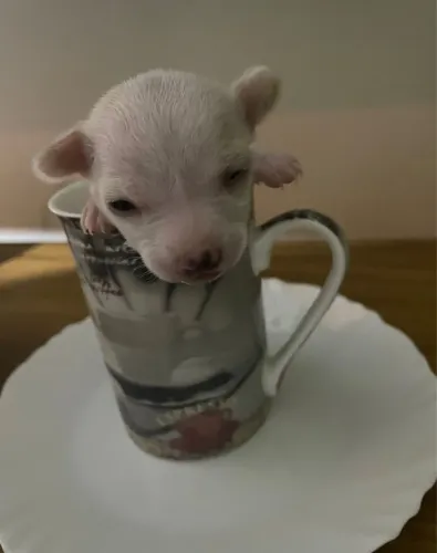 Pinscher miniatura albino