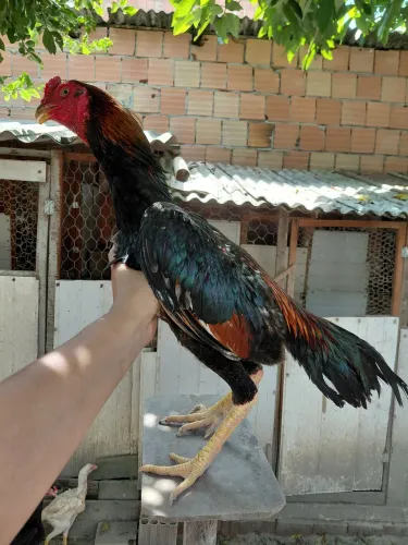 Frango shamo puro