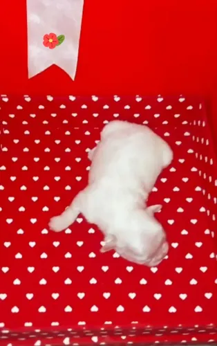 Shih tzu macho, branco com nuance areia
