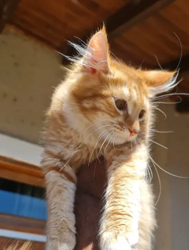 Maine Coon macho espetacular - outro nível