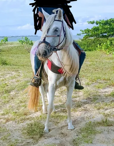 Égua com sela