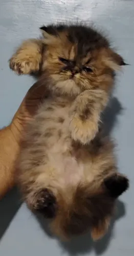 Gatos Persas