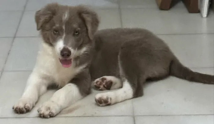 Border collie com pedigree CBKC - filhote puro