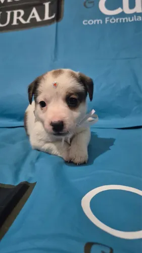 Jack russel
