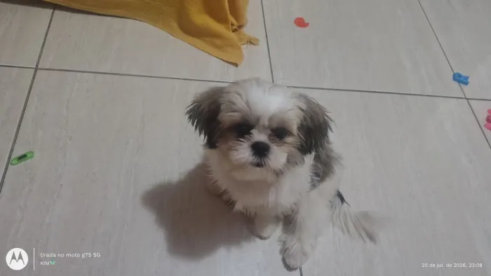 Cachorro