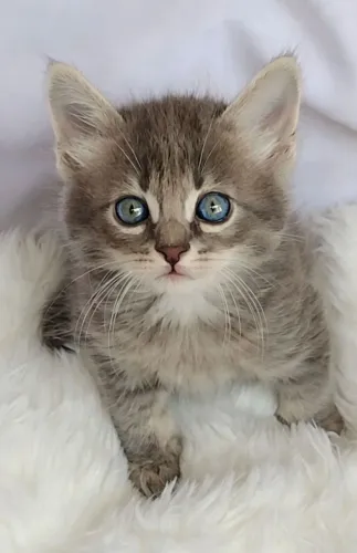Gato mix de angorá com 50 dias