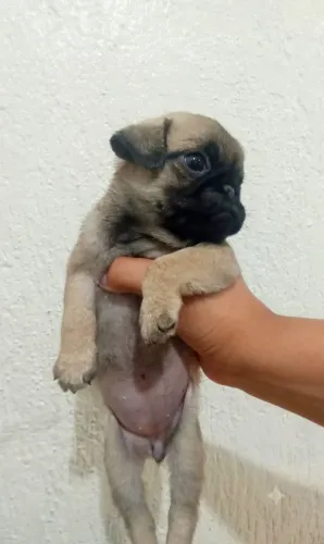 Pug