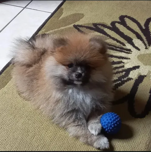 DOAÇÃO DE CACHORRO!!!! Chamar no numero *