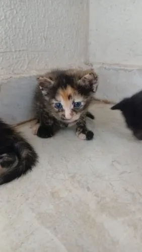 Reserva de gatinho