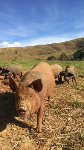 Venda de porco 30 reais a cabeça