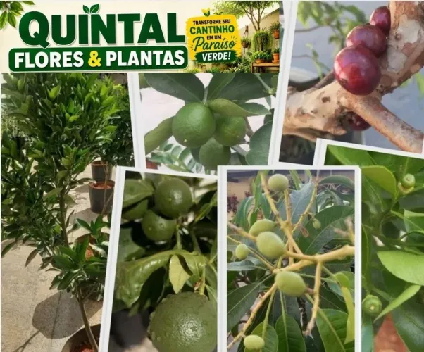 Mudas de Frutíferas Produzindo - BRINDE SURPRESA!