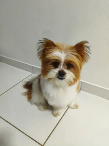 Shih tzu filhote 