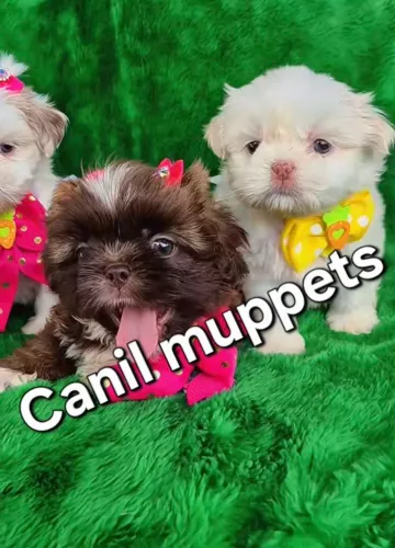 Filhotes de shitzu puros com pedigree