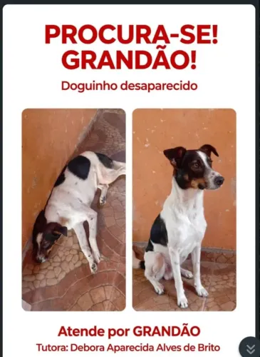 Procura se meu cachorro
