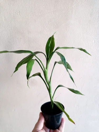 Bambu da Sorte