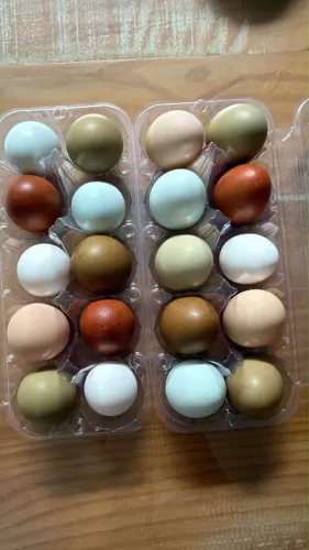 Pintinhos de Poedeiras (ovos coloridos)