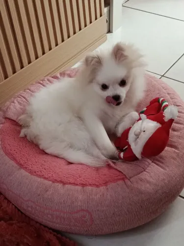 Spitz alemão macho branco 