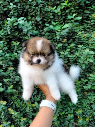 Vende-se MACHO de Lulu da pomerânia anão 
