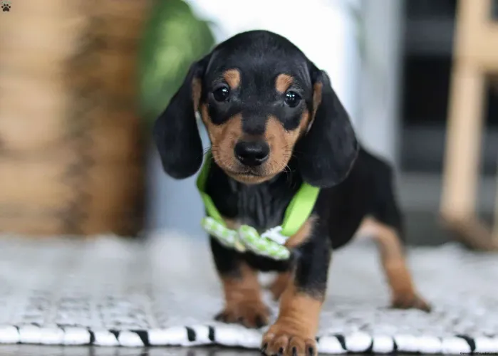 Dachshund | O amigo mais fiel 
