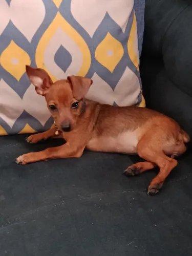 Cachorra pinscher