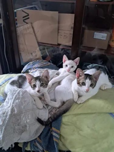 Gatos Adoção.