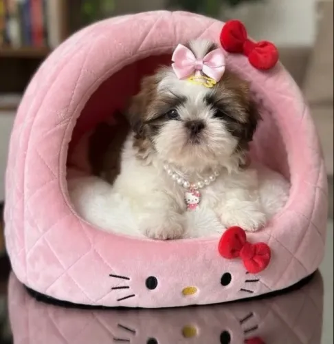 shitzu Feme mine
