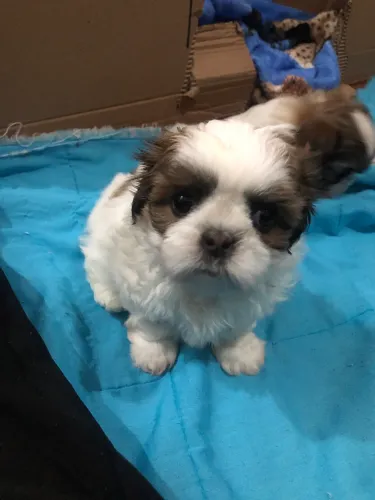 Vendo filhote ShihTZu macho 44 dias