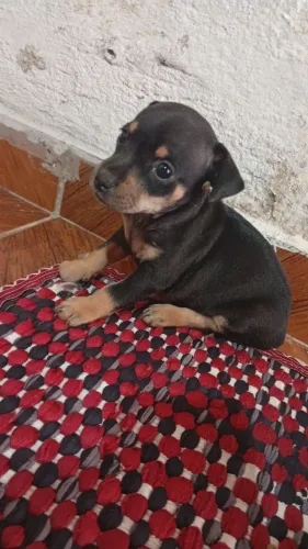 Pinscher puro tamanho 2