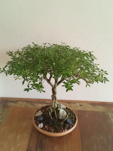 Bonsai Serissa Phoetida 