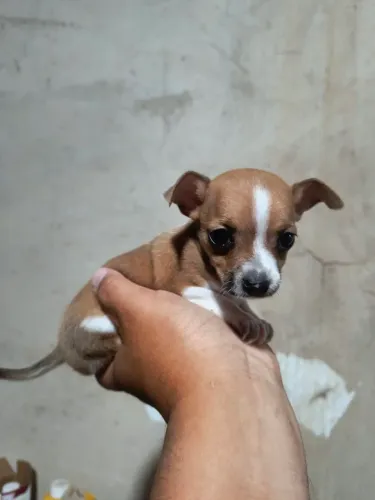 Pincher macho n1