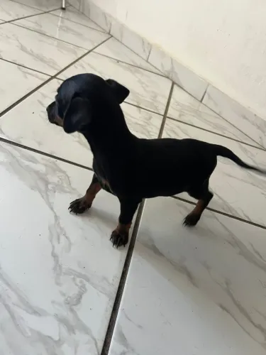 VENDO PINSCHER NÚMERO 1 PRETO.