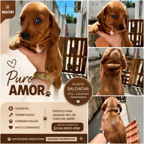 ? FILHOTE FÊMEA DE SALSICHA (DACHSHUND) DISPONÍVEL! ?