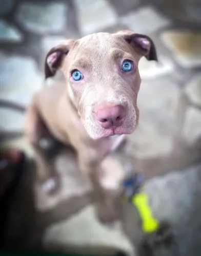 Filhote American Pitbull