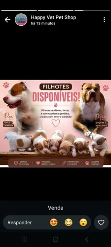 Filhotes de Pitt Bull Rednose